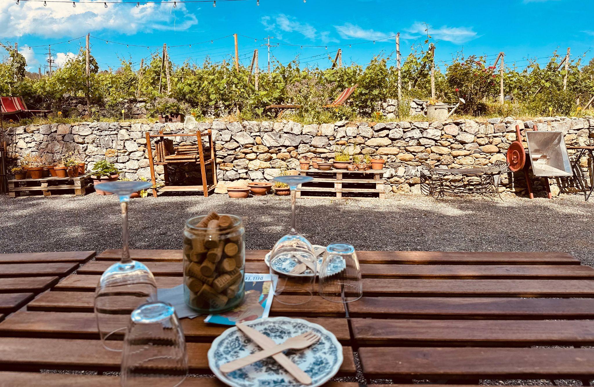Winery & Vineyard Tour with Wine Tasting & Food in Albenga - photo 2