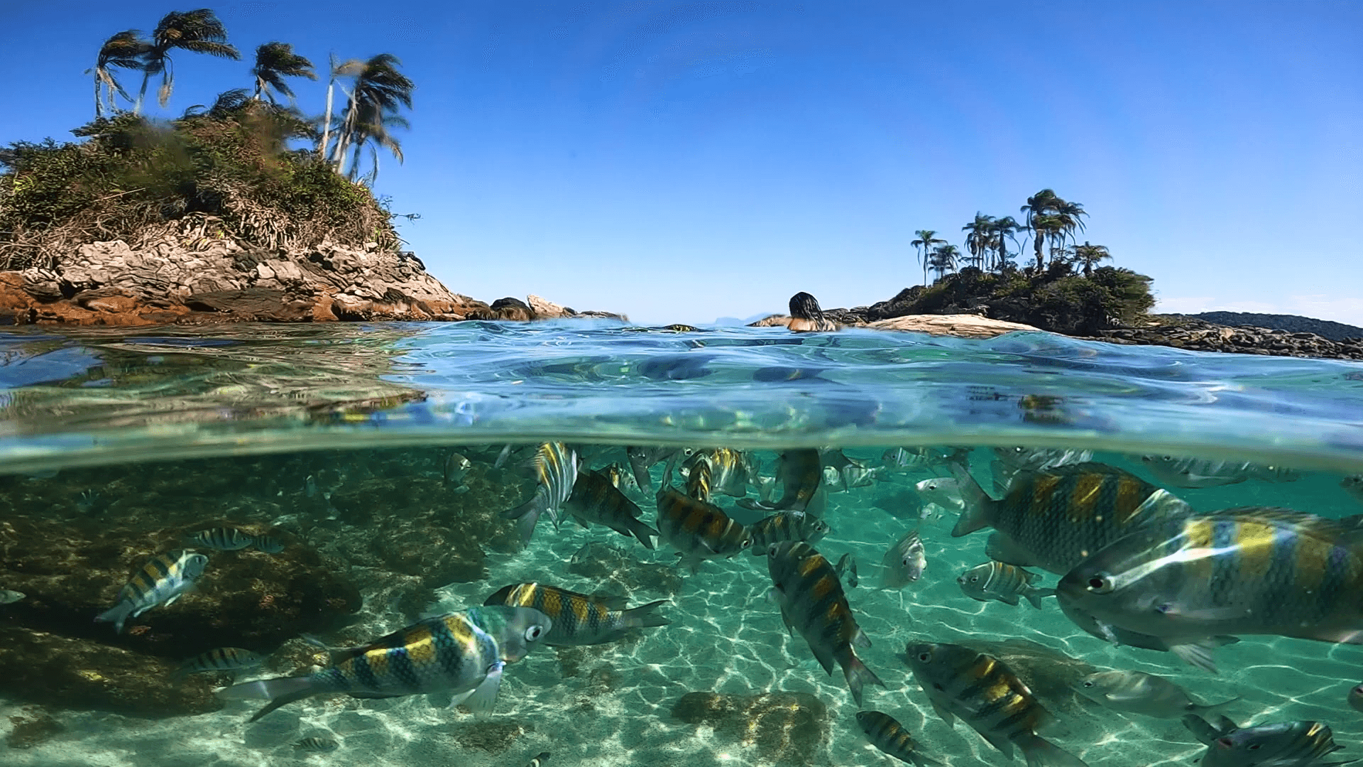 Angra dos Reis: Ilhas Paradisíacas Speeadboat Tour (GYG) - cover photo