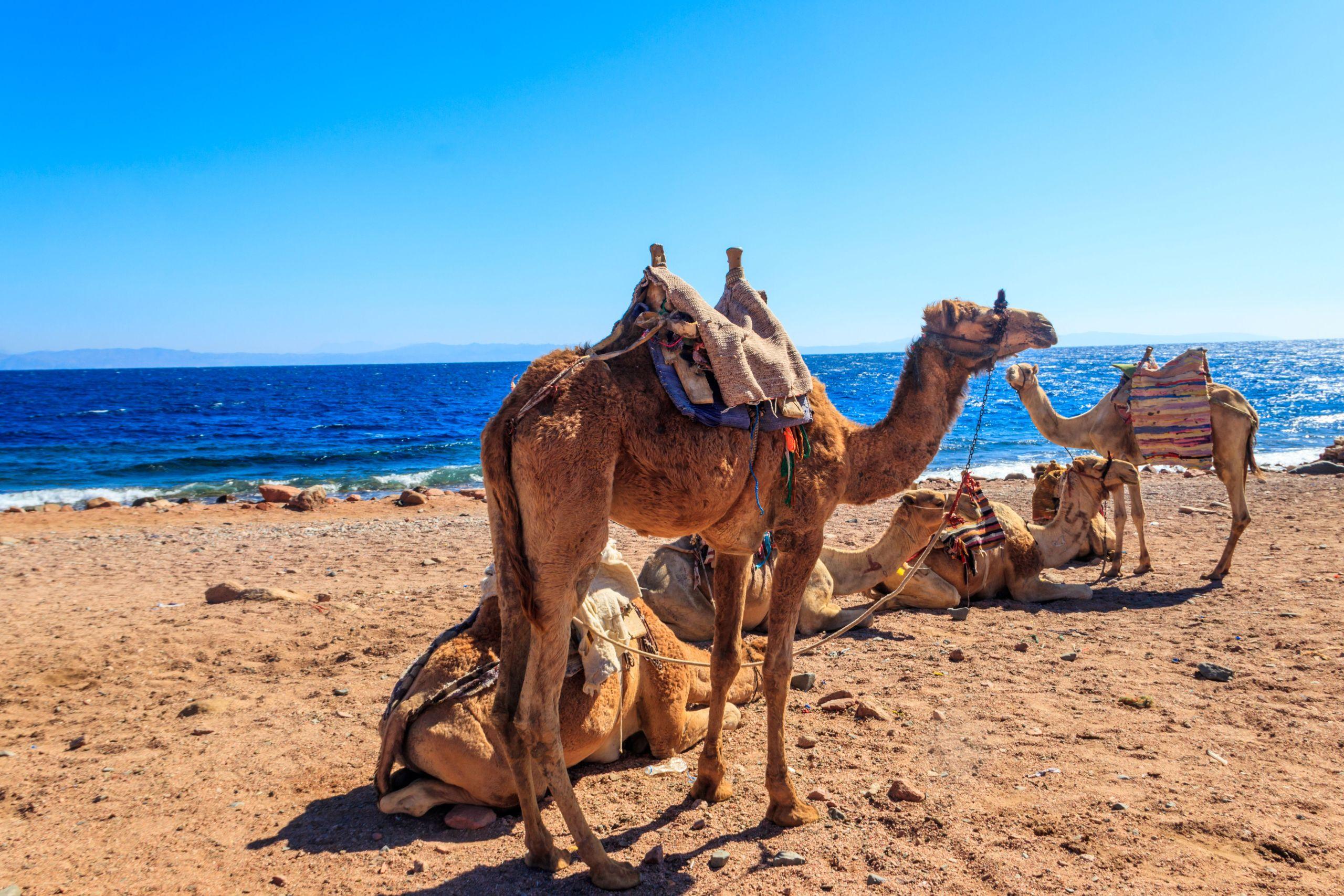 Hurghada Camel Riding Tour With Optional Dinner and Show - photo 2