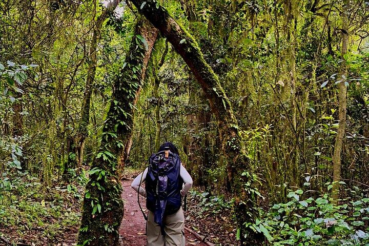 6-Day Kilimanjaro Marangu Route | Easiest Trek with Hut Accommodation - photo 3