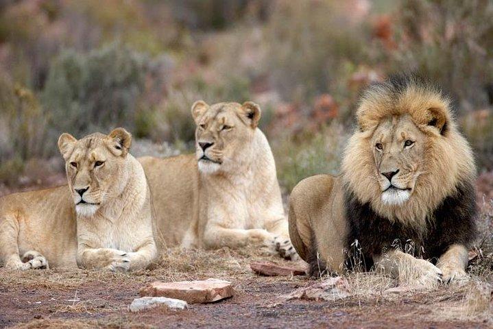 CAPE TOWN ) BEST OF AQUILA SAFARI FULLDAY TOUR - photo 4