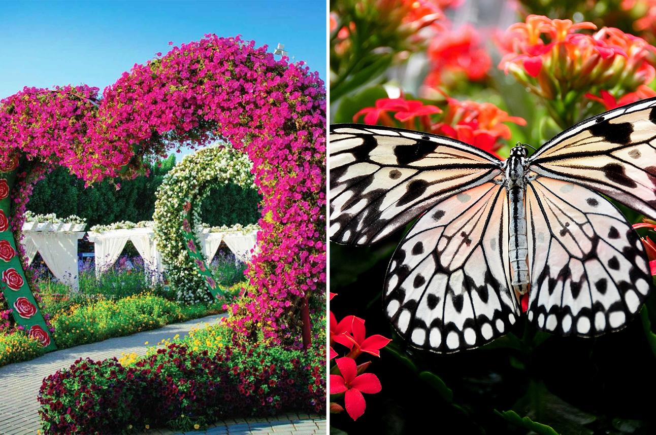 Miracle & Butterfly Garden tour with Private Transfers - cover photo