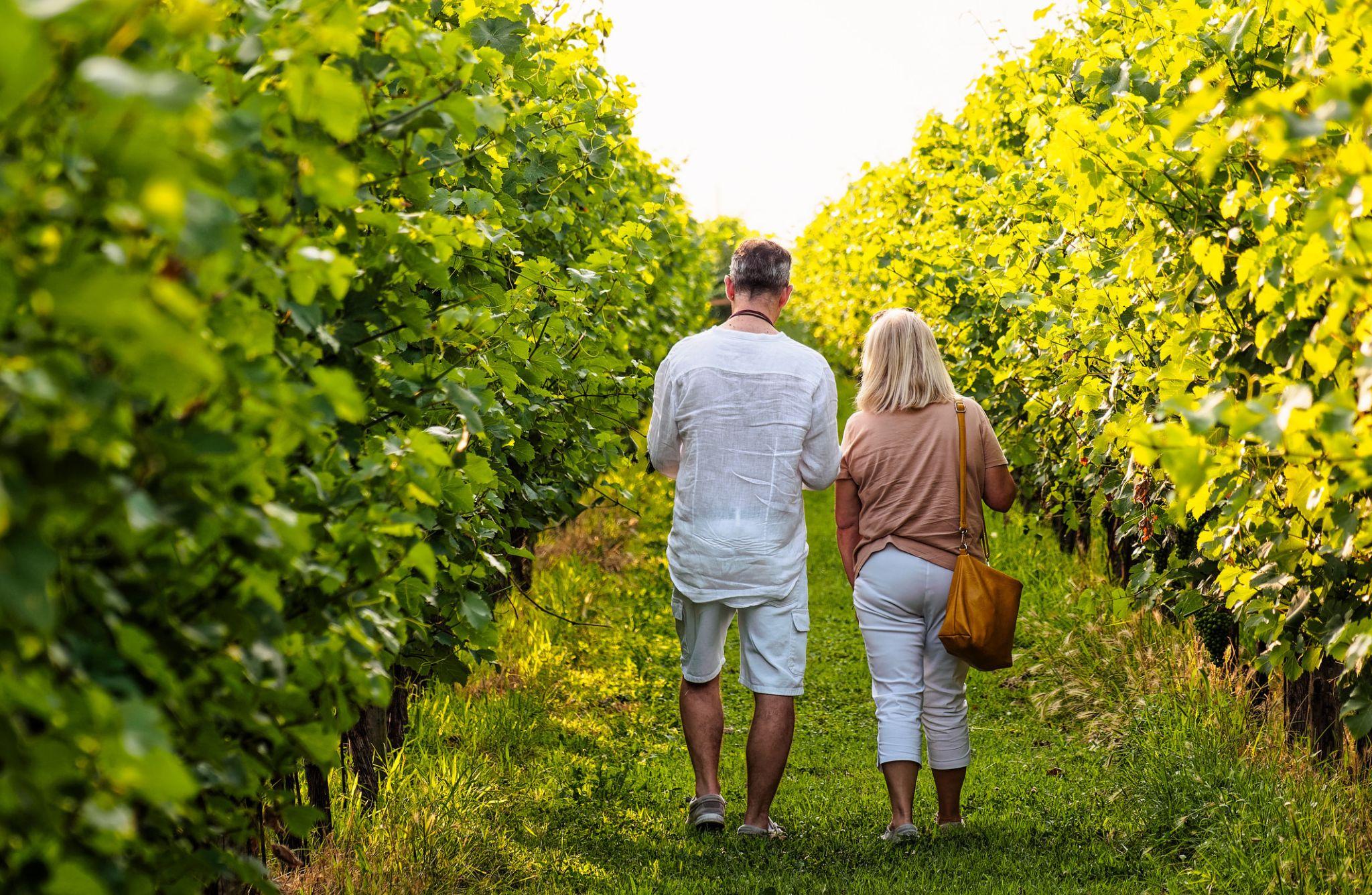 Winery Visit with Wine & Food Tasting near Ravenna - photo 3