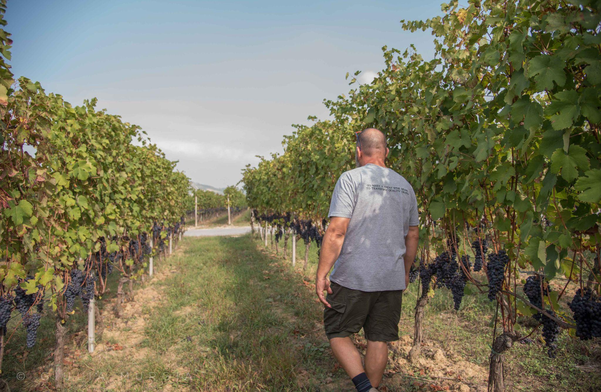 Wine Tasting with Snacks in Neive, the heart of Langhe - photo 4