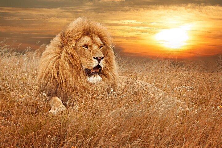 Private - Sunset Big Five Safari Tour in Cape town - cover photo