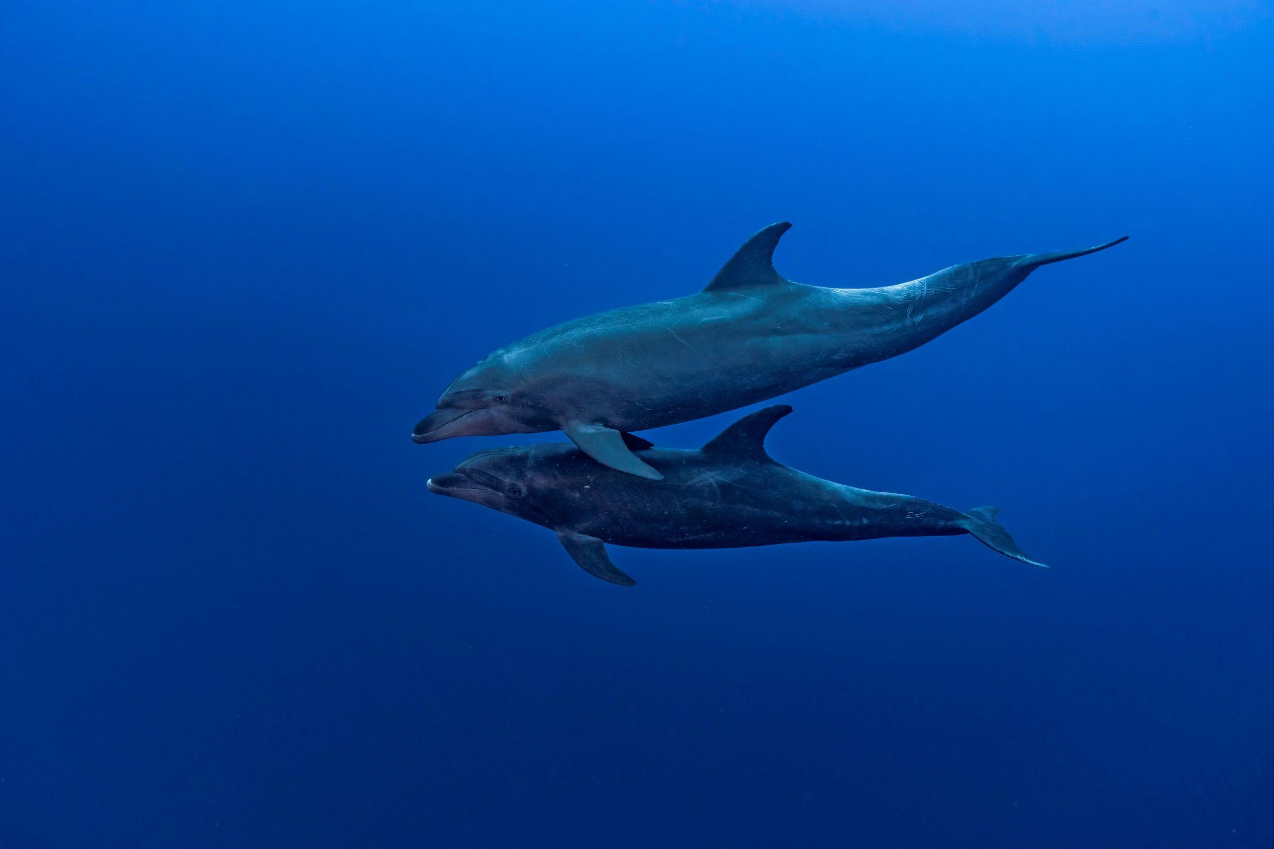 Sataya Reef Dolphin House Marsa Alam Snorkeling Tour - photo 5