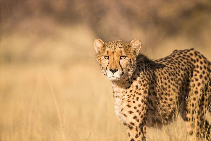 Bo-Kaap, Cheetah Outreach Firgrove & Stellenbosch Wine Tasting - photo 2