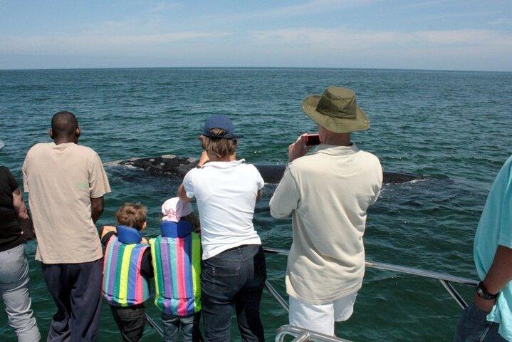 Whale Watching Tour in Hermanus - photo 5