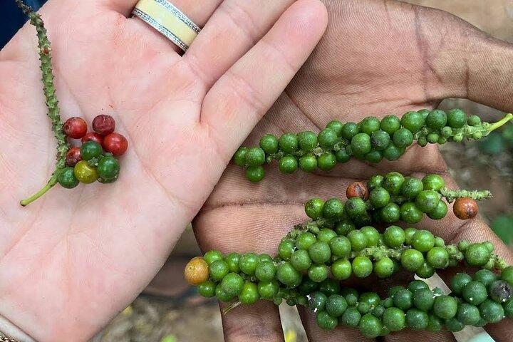Jozani Forest & Spice Farm Tour – Zanzibar Nature Experience - photo 2