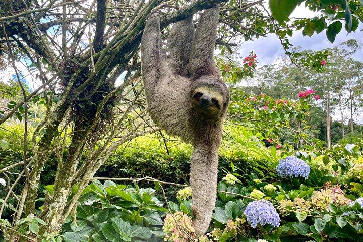 Wildlife, Waterfalls and Caves: Tijuca Rainforest Hike in Rio de Janeiro - cover photo