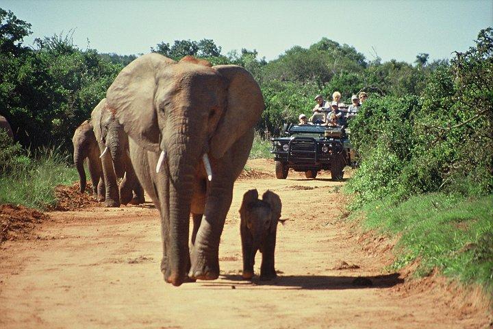 The Best of South Africa. Garden Route Tour - cover photo