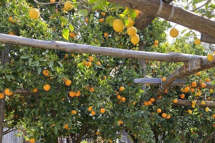 Semi-Private Cooking Class in a Sorrento Lemon Grove - photo 2
