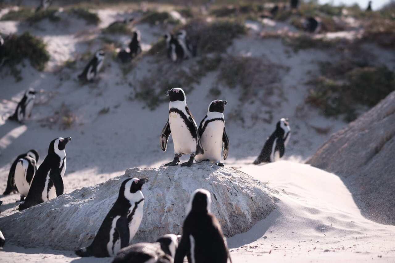 Best of Cape Peninsula: Cape Point, Penguins, Table Mountain - photo 2