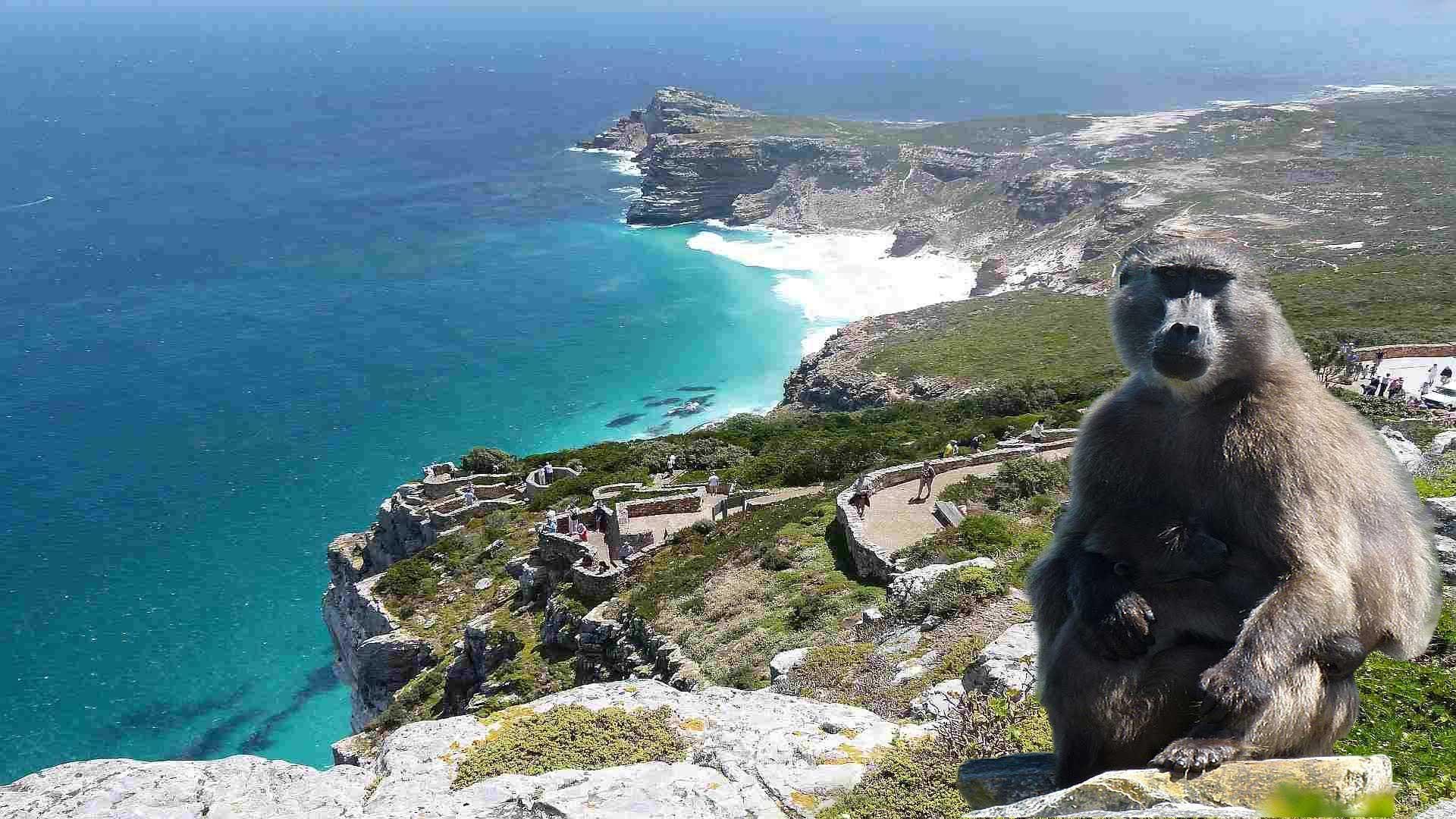 Best of Cape Peninsula: Cape Point, Penguins, Table Mountain - photo 4