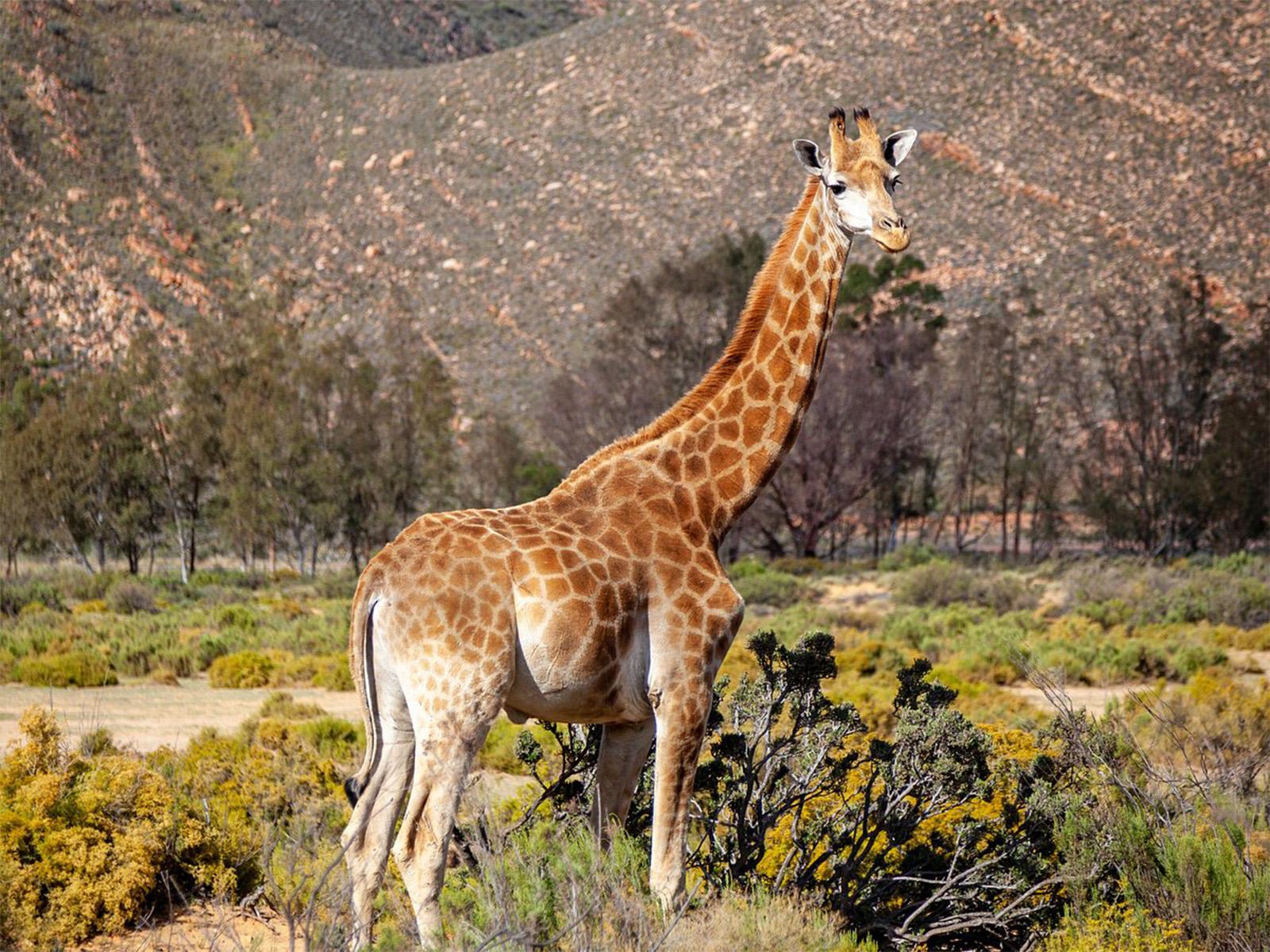 Big 5 Aquila Game Reserve Safari Full Day Tour and Lunch - photo 2