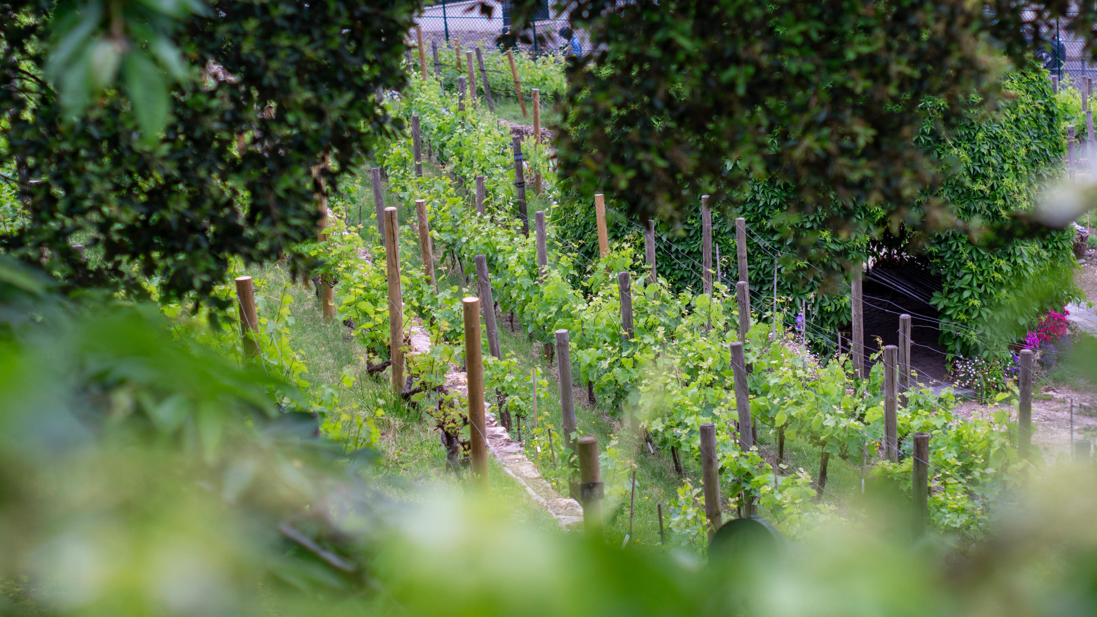 Paris Wine Walks - photo 5